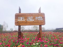 -池杉湖湿地公园