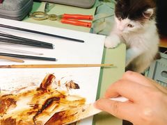 -爱侣宠医·鹦鹉专科·小型哺乳类·异宠专科(灵石路店)