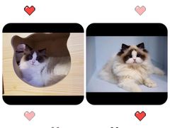 -青奢宠物·青奢猫舍