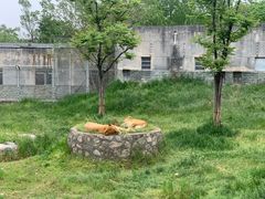 -西安秦岭野生动物园