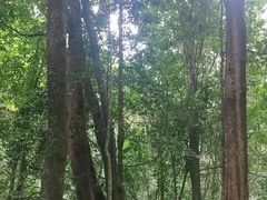 -莫里热带雨林景区