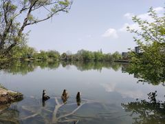 -西溪国家湿地公园