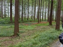 -黄海国家森林公园