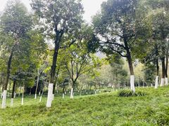 -重庆彩云湖湿地公园