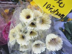 -循礼门鲜花花市(武汉循礼门店)