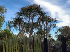 -墨尔本皇家植物园