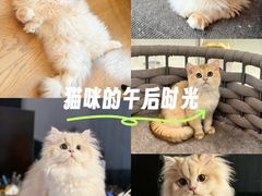 -lincat·猫舍(广州店)