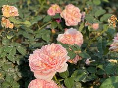 -人民公园(罗湖区)