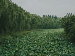 -莲花池公园