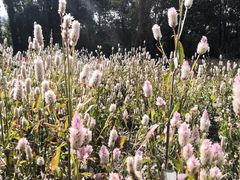 -黑龙江省森林植物园