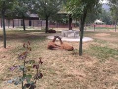 -石家庄市动物园