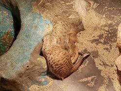 -未来动物城主题公园(正弘城店)