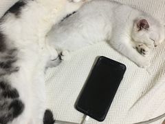 -PETKIT 小佩宠物·低压洗护·美容·寄养(安远店)