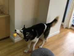 -Husky Go! 哈士奇体验馆·宠物咖啡厅狗咖