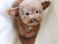 -心仪动物医院·牙专科·肿瘤·心脏科(西客站院)