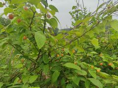 -铁山坪森林公园