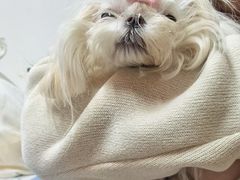 -北京派仕佳德动物医院·超导核磁·CT·神经科·骨科·内外科·急重症管理中心