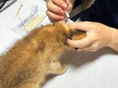 -乐琪宠物医院·犬猫专科·骨外科·急重症