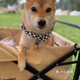 懒人最佳露营地，狗狗的绝佳乐园