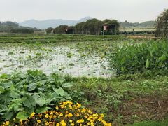 -光明小镇欢乐田园