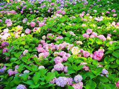 -上海滨江森林公园