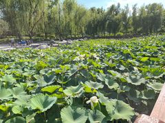 -莲花池公园