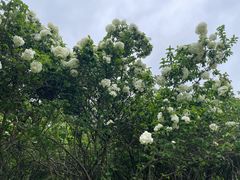 -苏州上方山国家森林公园