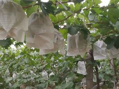 -马陆小张葡萄园农家乐