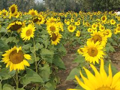 -汉长安城未央宫国家考古遗址公园