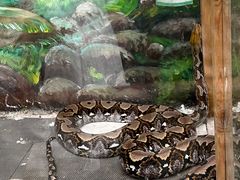 -上海大自然野生昆虫馆
