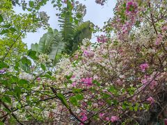 -深圳国际园林花卉博览园