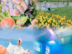 -荷兰花海