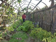 -樂桃源奉贤黄桃种植采摘基地