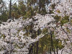 -高东镇樱花园