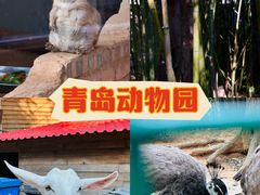 -青岛动物园