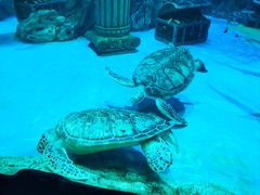 -芜湖新华联大白鲸海洋公园