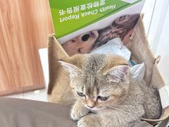 -瑞鹏宠物医院·骨科·猫科·内科(第一中心)