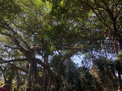 -瑞丽独树成林风景区