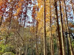 -徐家汇源景区-衡山公园