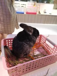-Moni星球萌宠·小马宝莉·灵蛇·高端高阶全萌宠互动体验俱乐部(红豆国际广场店)