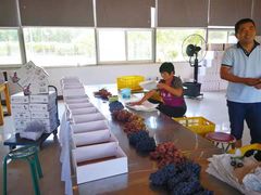 -白鹿原葡萄主题公园