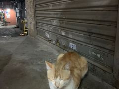 -司马街鸡煲(西华路店)