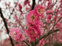 -花开海上生态园