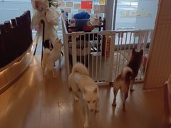 -怪兽屋·羊驼·猫咖·狗咖(俊华广场店)