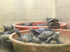 -广东惠东海龟国家级自然保护区