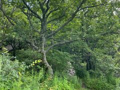 -帽儿山国家森林公园