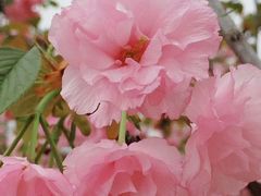 -天适樱花悠乐园