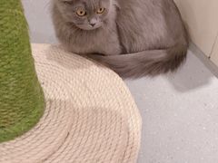 -飞行喵MR PILOT|猫舍·猫咖(静安大融城店)