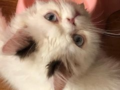 -米苏动物医院·犬猫专科·骨科外科内窥镜