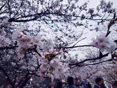 -武汉大学-樱园